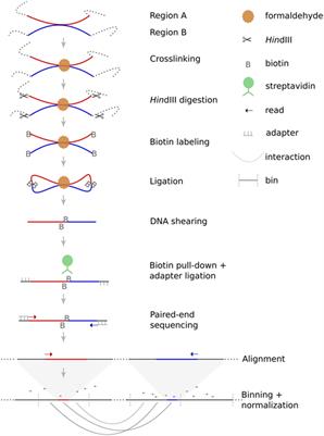 Genome-Wide Analysis of Interchromosomal Interaction Probabilities Reveals Chained Translocations and Overrepresentation of Translocation Breakpoints in Genes in a Cutaneous T-Cell Lymphoma Cell Line